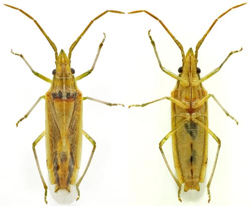Réf. 343 988 : Mecidea minor